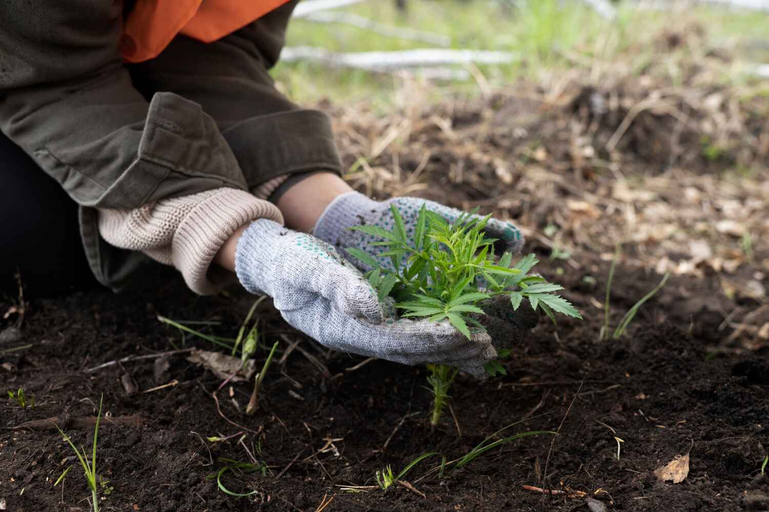 Best Stump Grinding Near Me  in Tangerine, FL